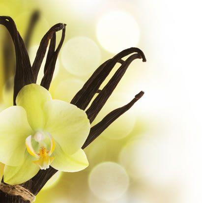 weisse orchidee